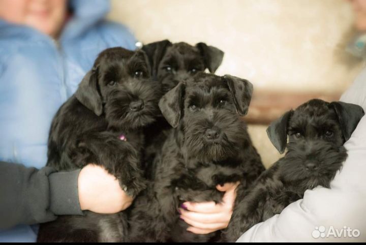 Цвергшнауцер