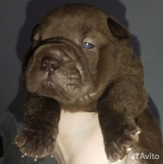 Шарпей щенок