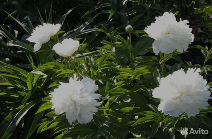 Уайт Тауэрс