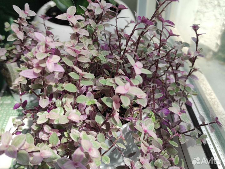 Колизия розовая пантера