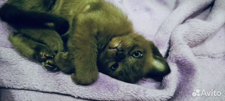 Бурманские котята