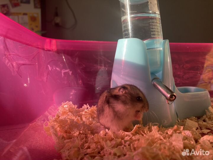 Хомяк джунгарик