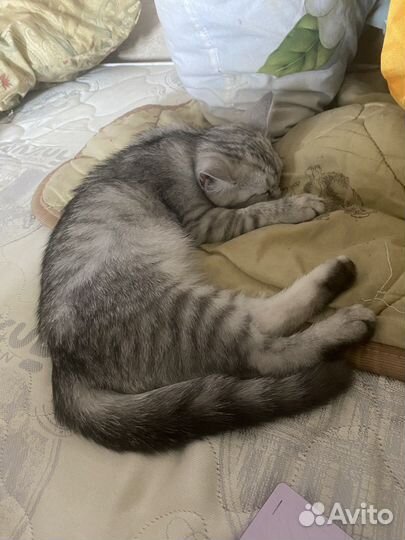 Британская кошка