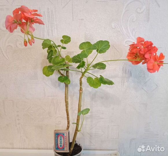 Герань цветущая