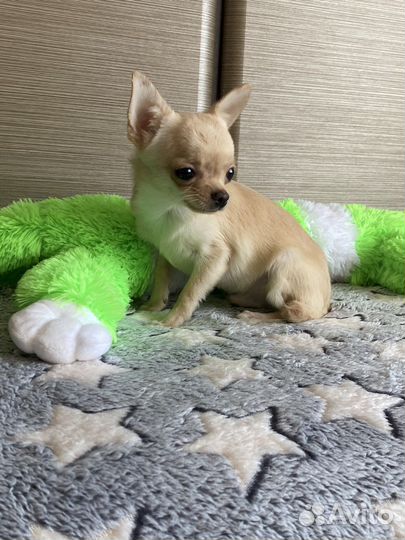 Замечательный мальчик