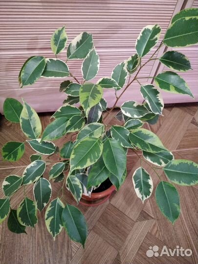 Фикус бенджамина пестролистный