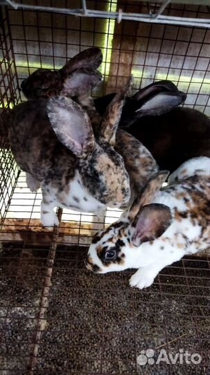 Кролики Рекс мясные на племя