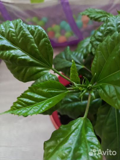 Гибискус китайская роза