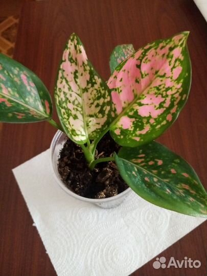 Комнатное растение, аглаонема