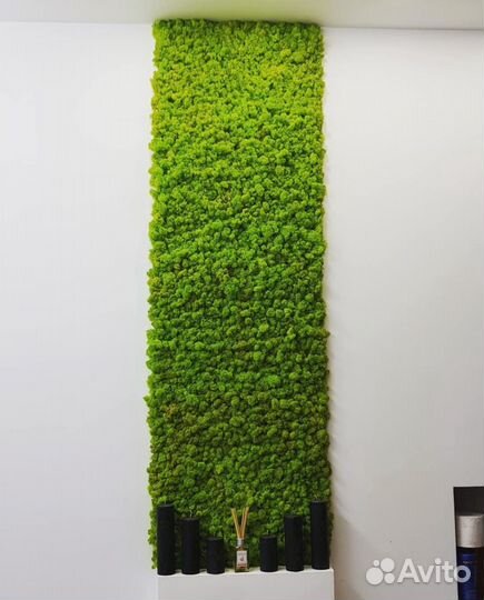 Мох ягель стабилизированный панно