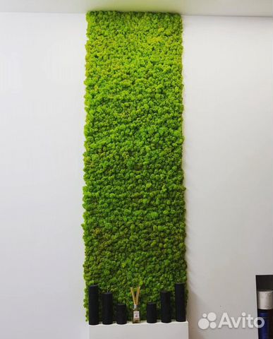 Мох ягель стабилизированный панно