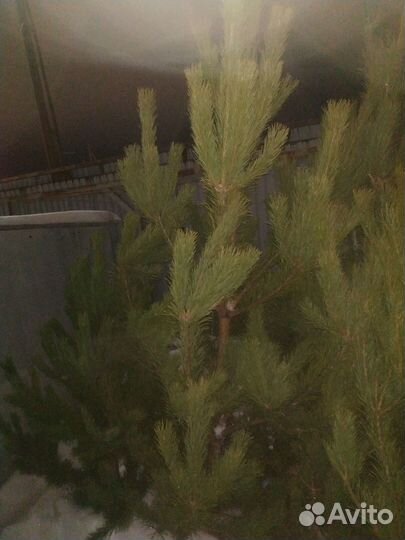 Натуральные пышные ёлочки(сосны),подставки на дом