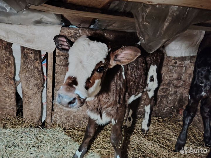 Телята телочка