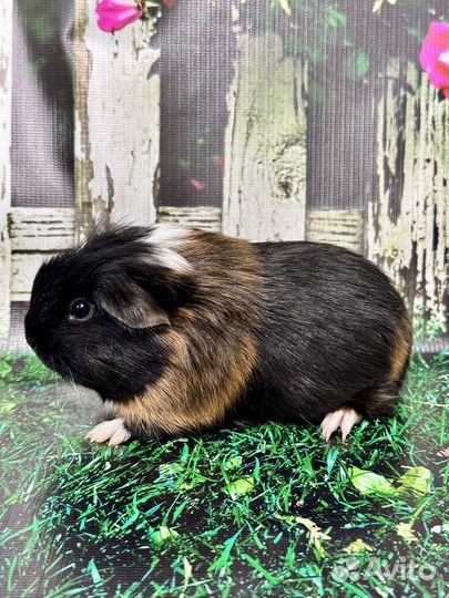 Морские свинки