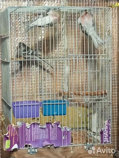 Певчие лесные птицы