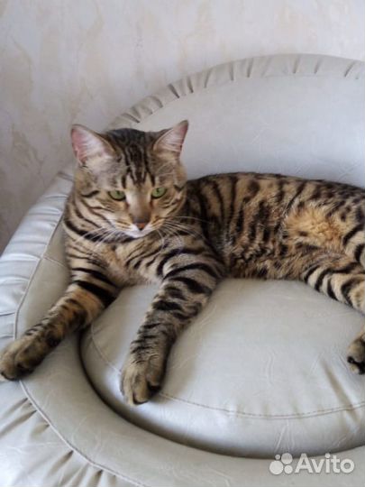 Бенгальский кот