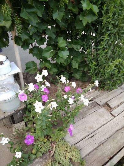 Дача 26 м² на участке 6 сот.