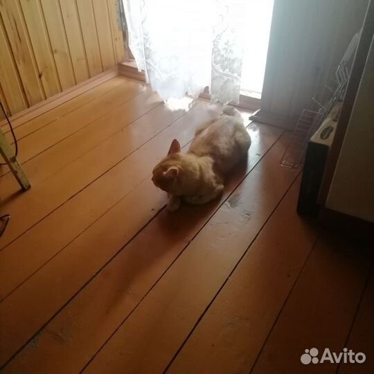 Котик ищет дом