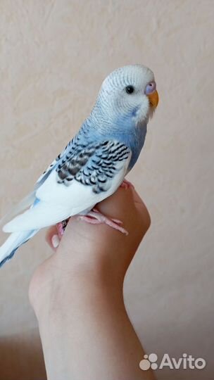 Волнистый попугай ручной