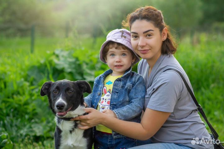 Собака в добрые руки