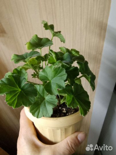 Пеларгония Achievement