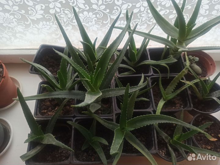 Алое и толстянка