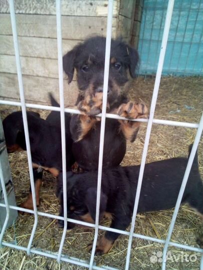 Щенок ягдтерьер