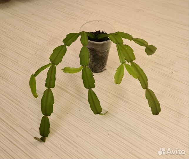 Цветок декабрист розовый