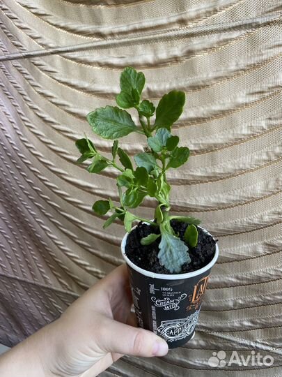 Каланхоэ оранжевый