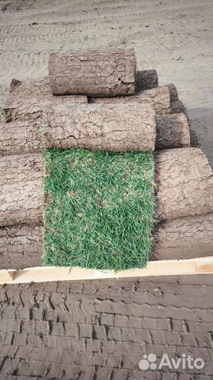 Рулонный газон