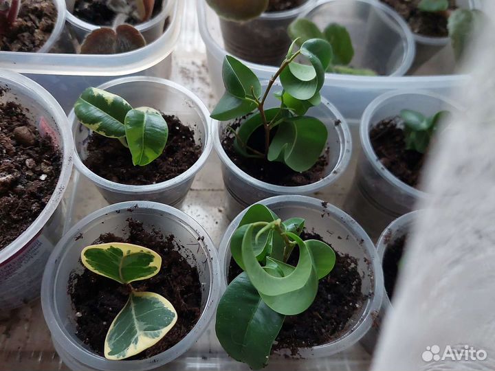 Фикус Барокко и Ирен