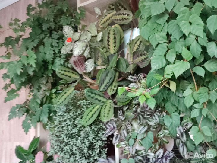 Комнатные цветы