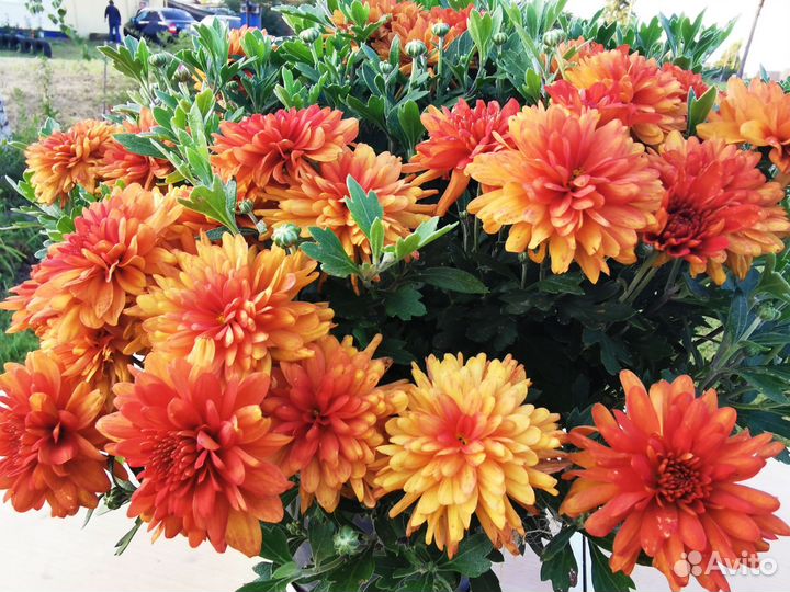 Хризантема корейская в кашпо