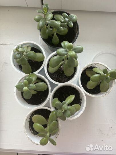 Денежное дерево толстянка крассула
