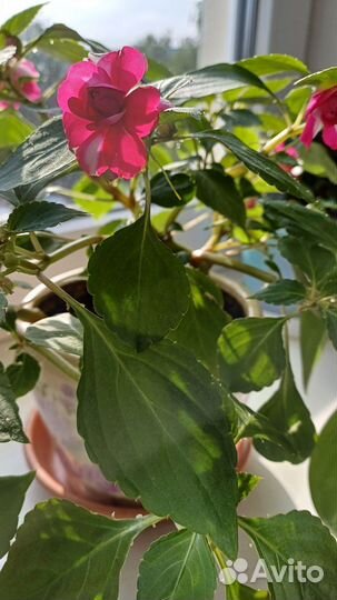 Продаётся растение Бальзамин, мокрый Ванька