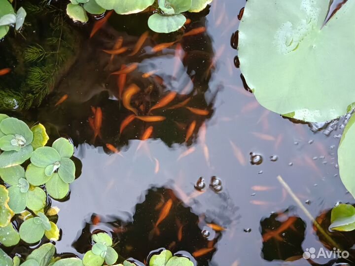 Карась комета