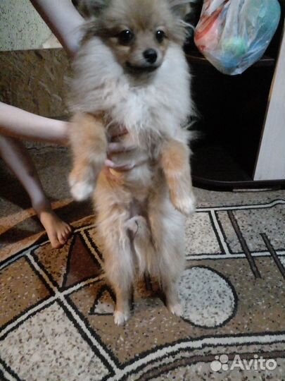 Продаю собак