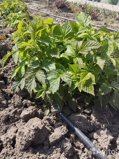 Ремонтантная малина