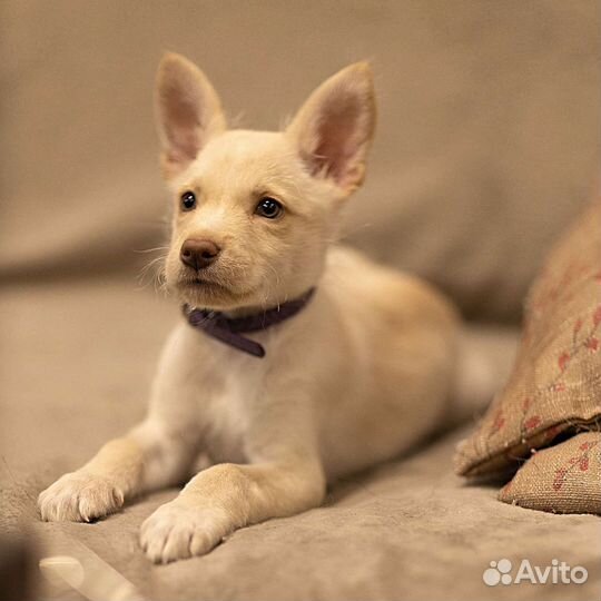 Щенок от небольшой собачки