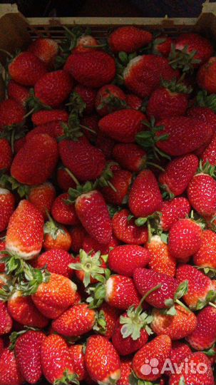 Клубника оптом