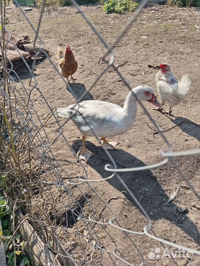 Индоутка тушка или живьём