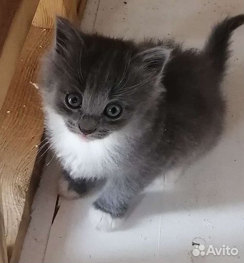 Кошки в добрые руки бесплатно