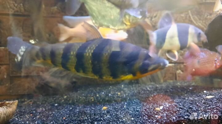 Попугай и ленопринис