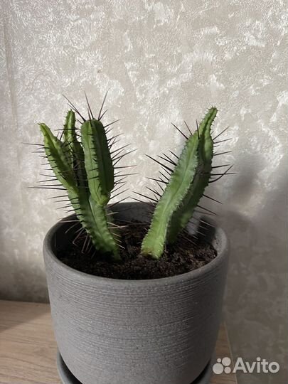 Большой кактус