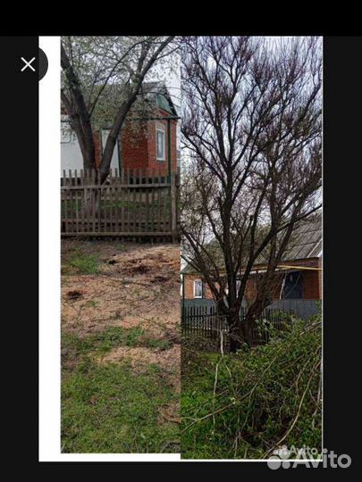 Спил деревьев