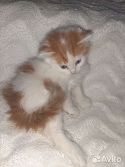 Котята в добрые руки бесплатно