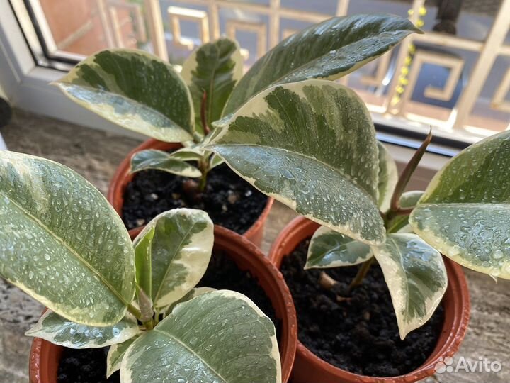 Фикус эластика Тинеке