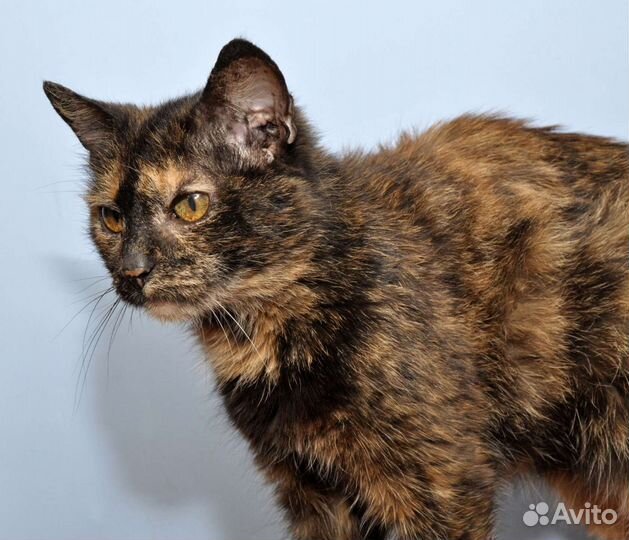 Кошки в добрые руки бесплатно