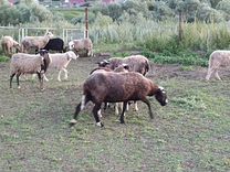 Продается овцы бараны