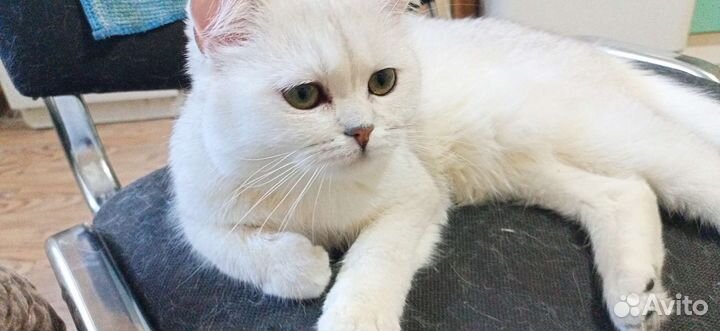 Кошечка-няшка